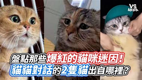 尷尬貓過世|迷因貓Cala當天使了！4月唱I Go Meow才爆紅 飼主悲曝死訊